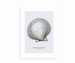 Minimalistisk plakat af muslingeskallen Pecten Maximus med botanisk tekst, perfekt til vægophæng.