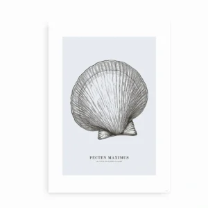 Minimalistisk plakat af muslingeskallen Pecten Maximus med botanisk tekst, perfekt til vægophæng.