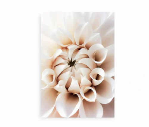 Plakat med nærbillede af en dahlia i bløde beige toner, vist uden ramme.