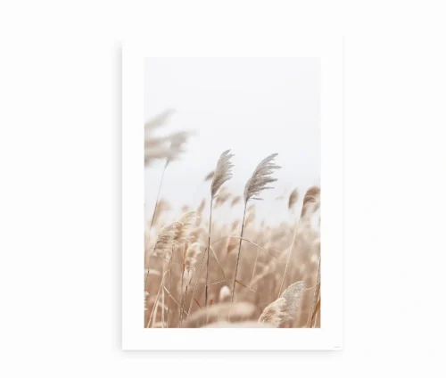 Plakat med pampasgræs i beige og gyldne nuancer