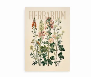Plakat med botaniske illustrationer i vintage herbarium-stil