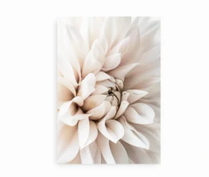 Plakat med et nærbillede af en dahlia i bløde, lyse nuancer, vist uden ramme.