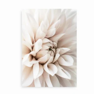 Plakat med et nærbillede af en dahlia i bløde, lyse nuancer, vist uden ramme.