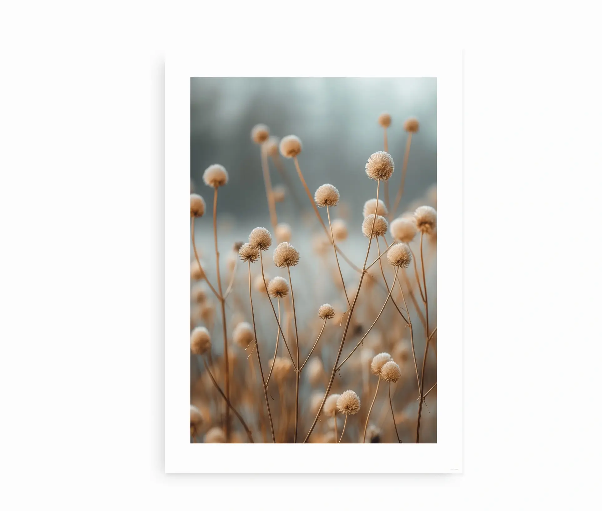 Plakat med vilde græsblomster i varme beige og blålige nuancer.