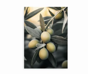 Plakat med nærbillede af en olivengren med grønne oliven og sølvfarvede blade.