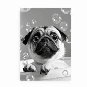 Sort-hvid plakat med mopshund og sæbebobler1