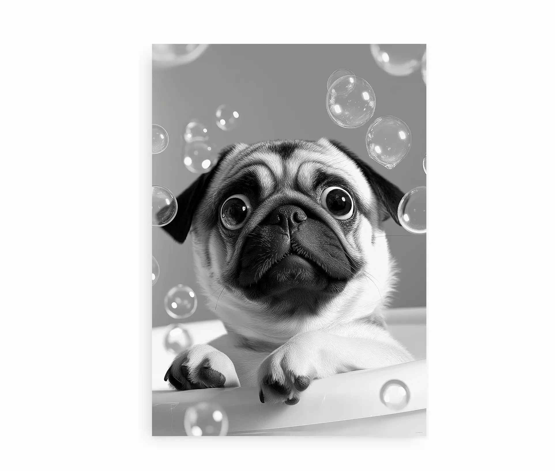 Sort-hvid plakat med mopshund og sæbebobler1