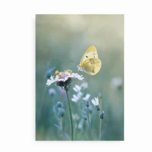 Fotoplakat med gul sommerfugl på blomst i bløde naturtoner