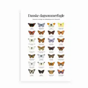 Plakat med illustreret oversigt over 28 danske dagsommerfugle med navne